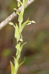 Longhorn bog orchid